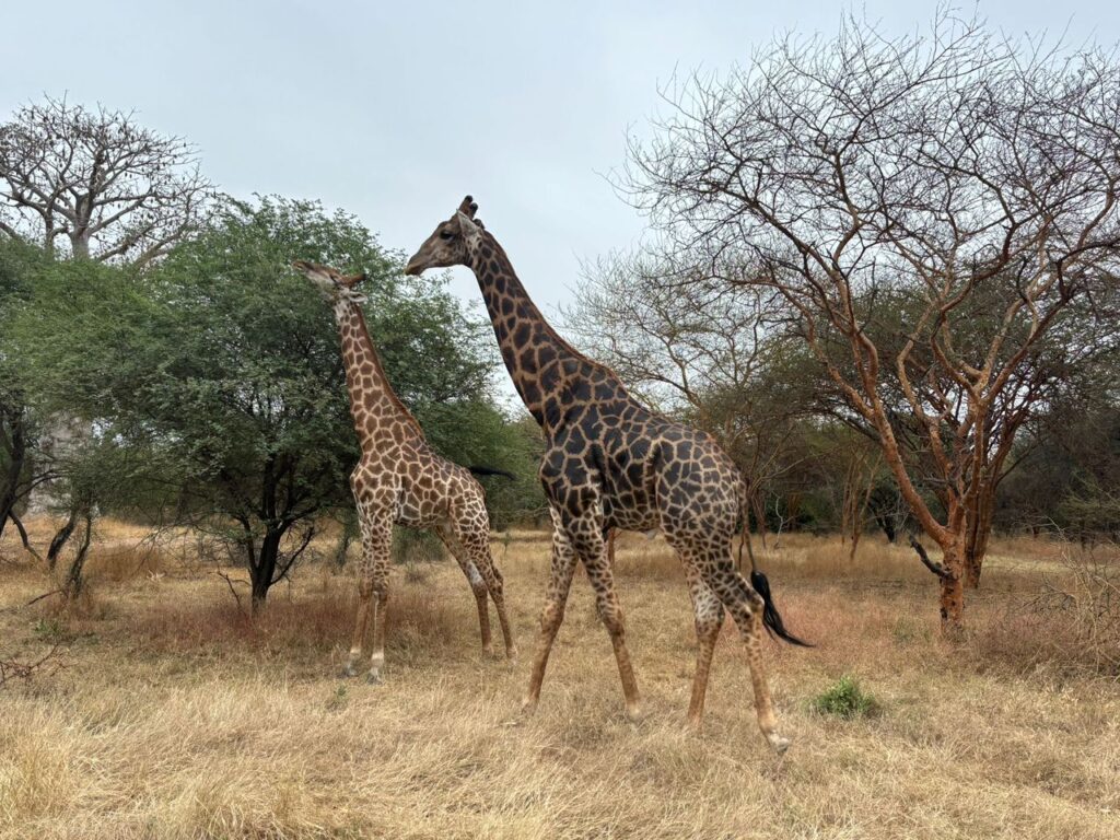 Safari Bandia et Lions