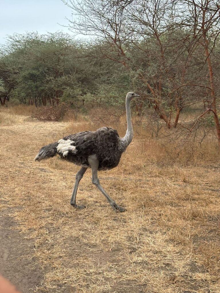 Safari Bandia et Lions du Ranch de Bandia