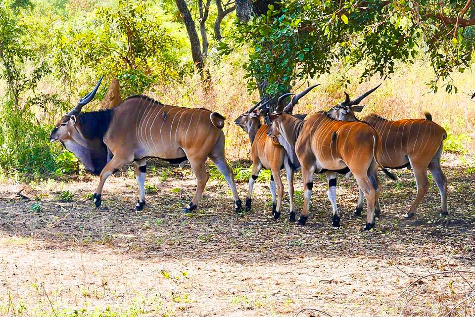 Safari Bandia et Lions du Ranch de Bandia