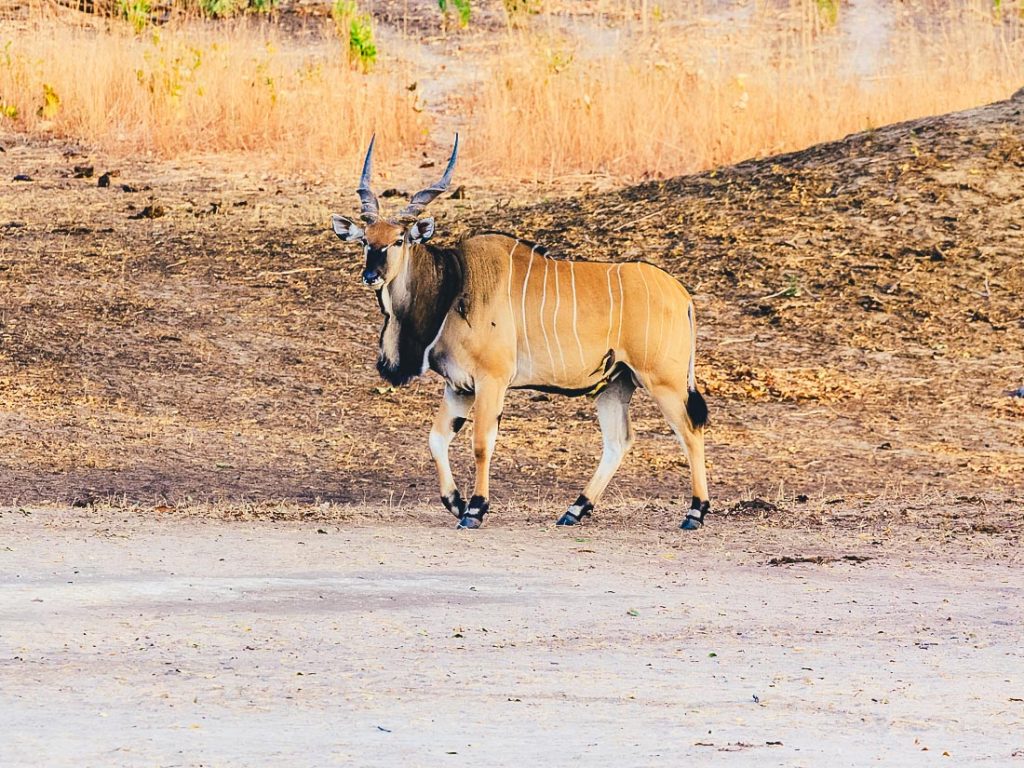 Excursion Bandia au départ de Riu Baobab