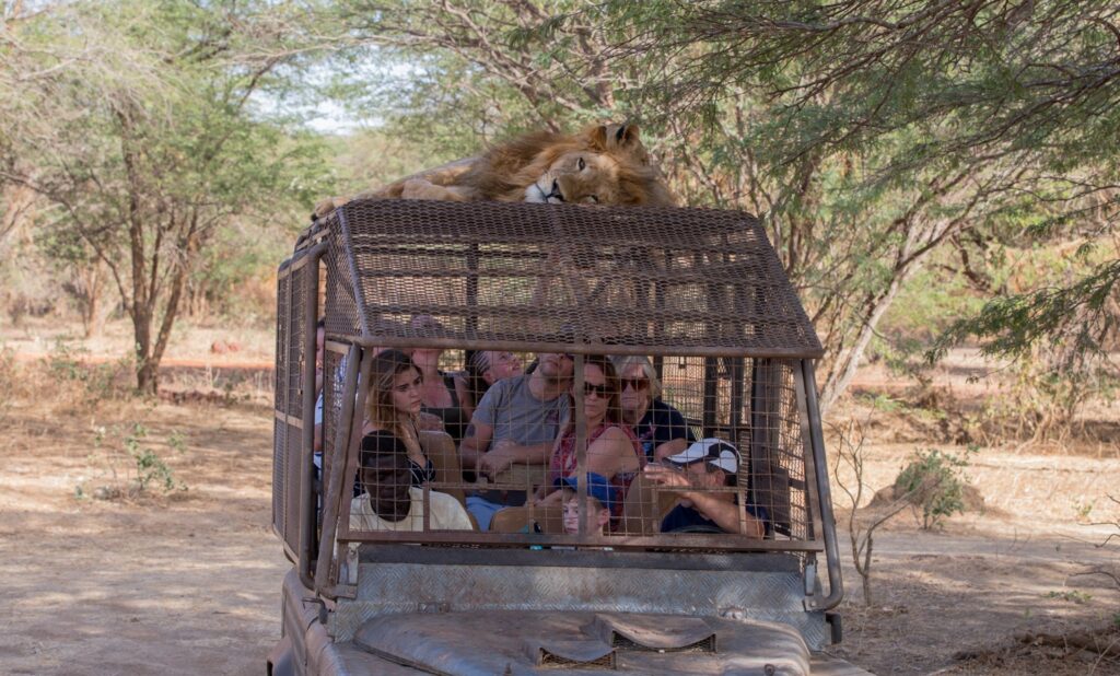 Safari Bandia et Lions du Ranch de Bandia
